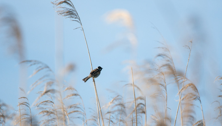 Chants d'oiseaux